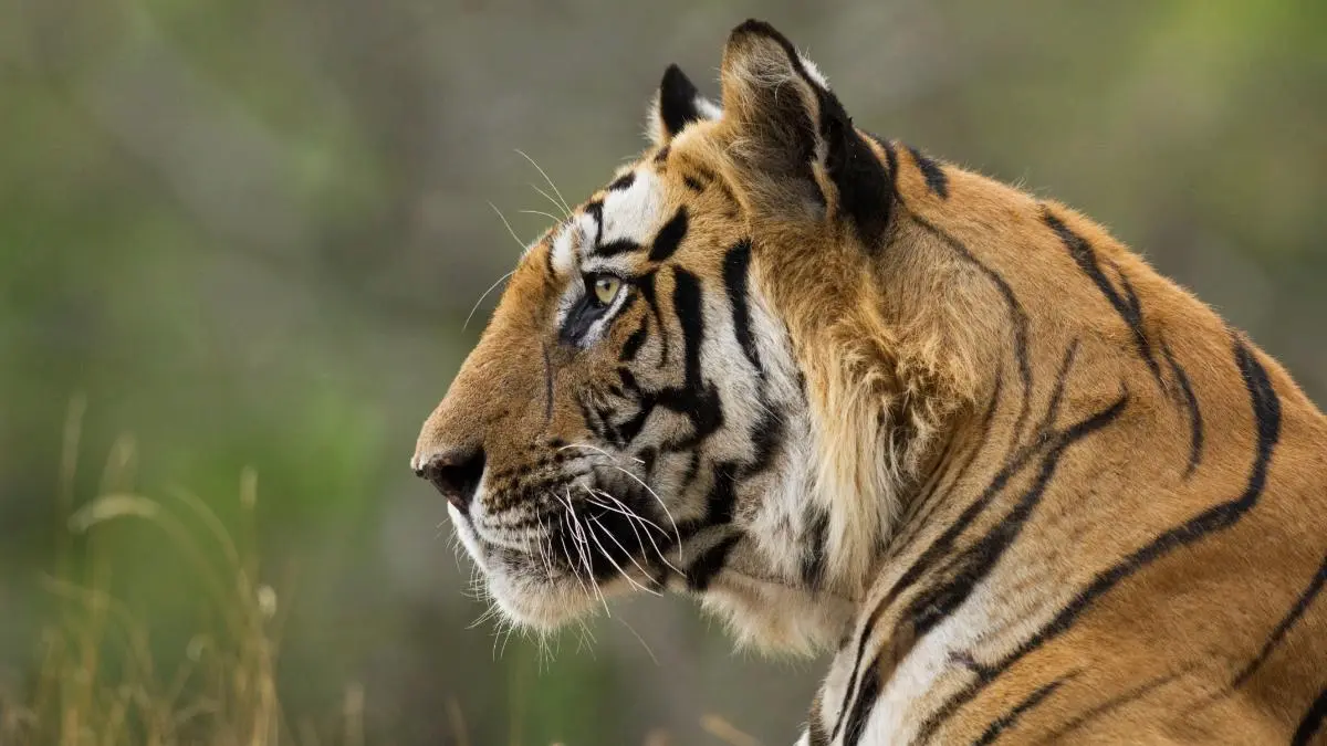 Bengal tiger walking towards camera on forest trail in Central India