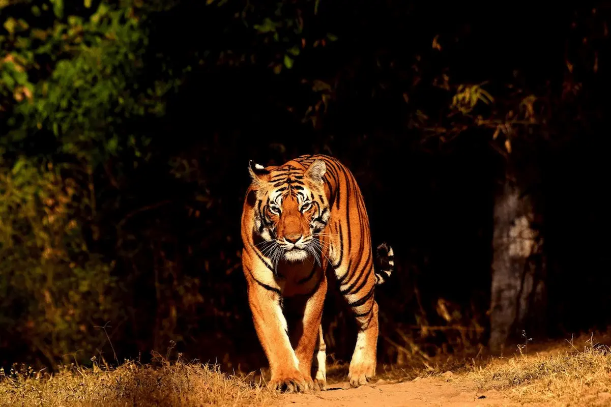 Tiger at Kanha National Park
