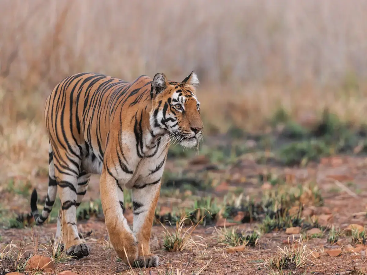 Tiger at Pench National Park
