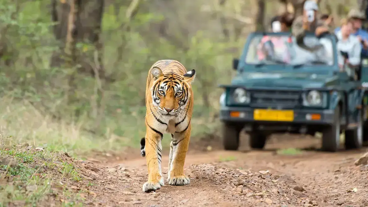 Tiger at Tadoba-Andhari Tiger Reserve